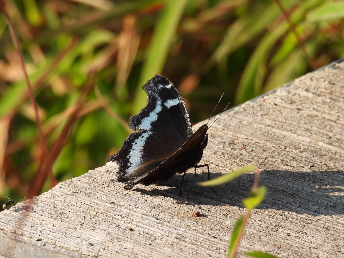 Blue Admiral - ML646629003