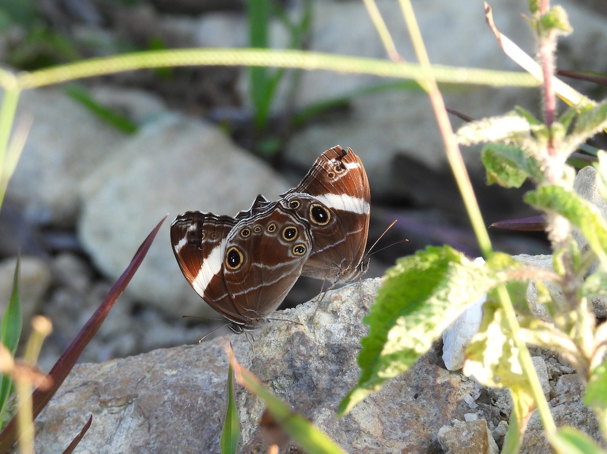 Banded Treebrown - ML646629004