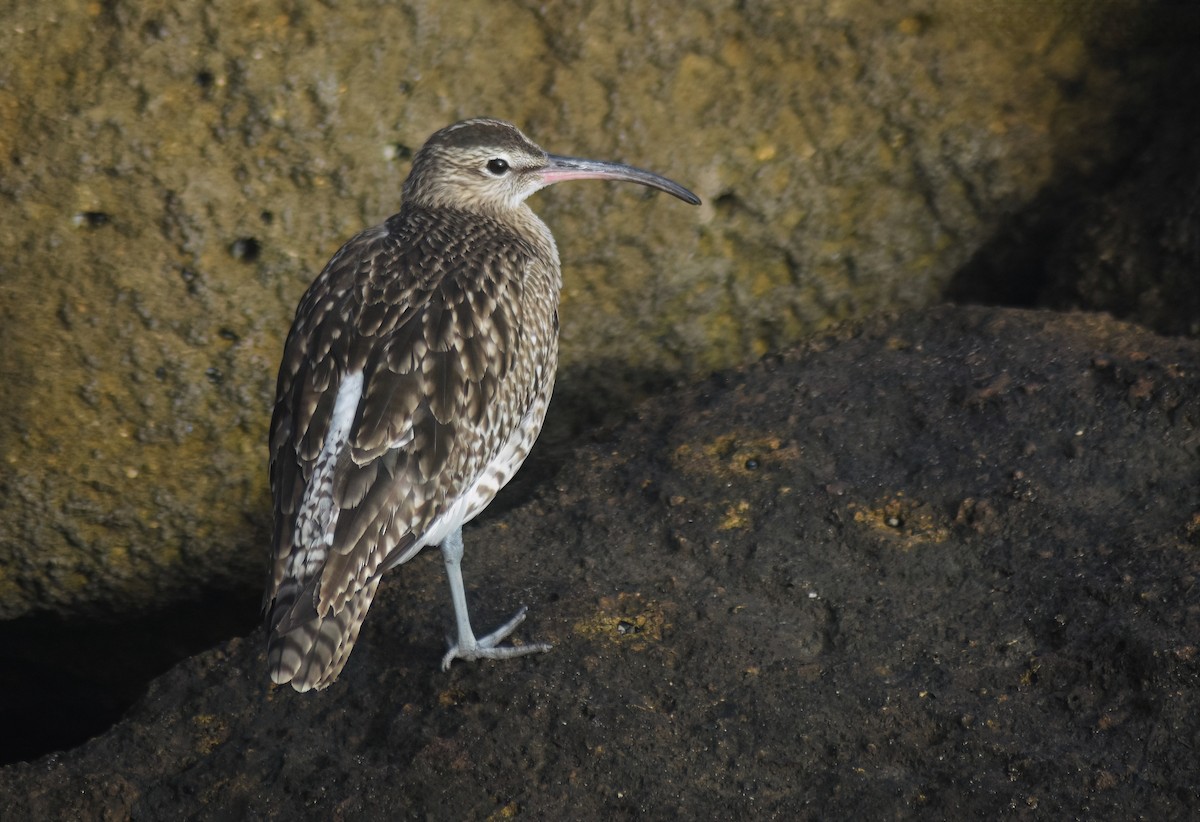 Eurasian Whimbrel - ML646629005