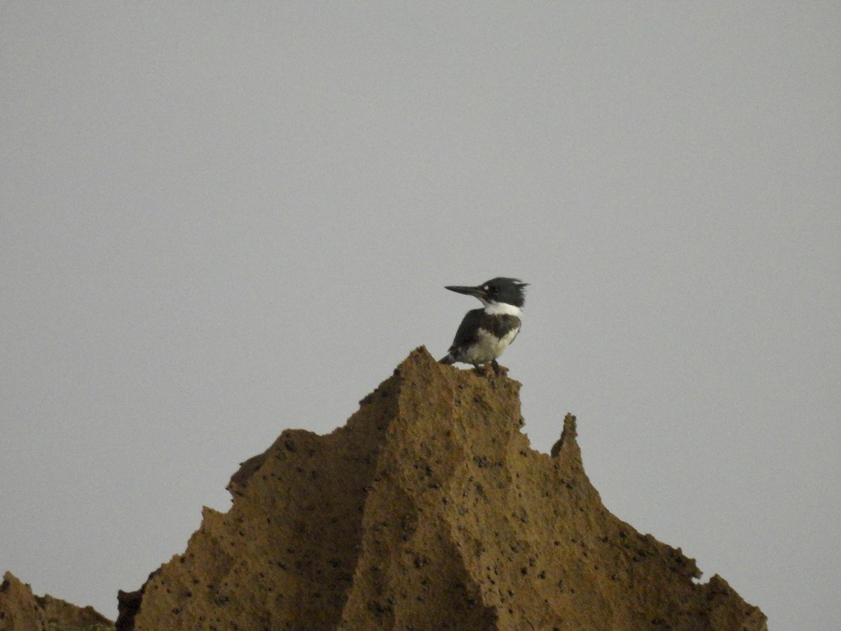 Belted Kingfisher - ML646629006