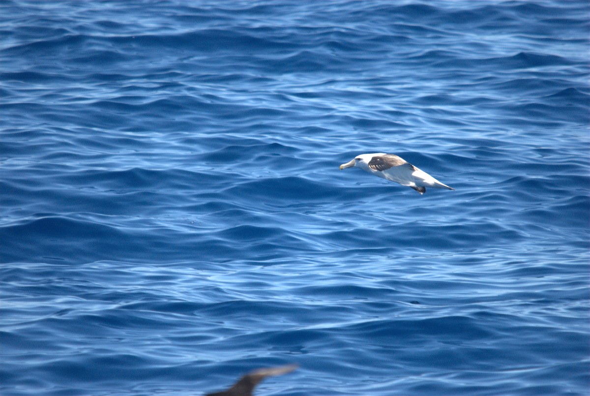 White-capped Albatross - ML646629007