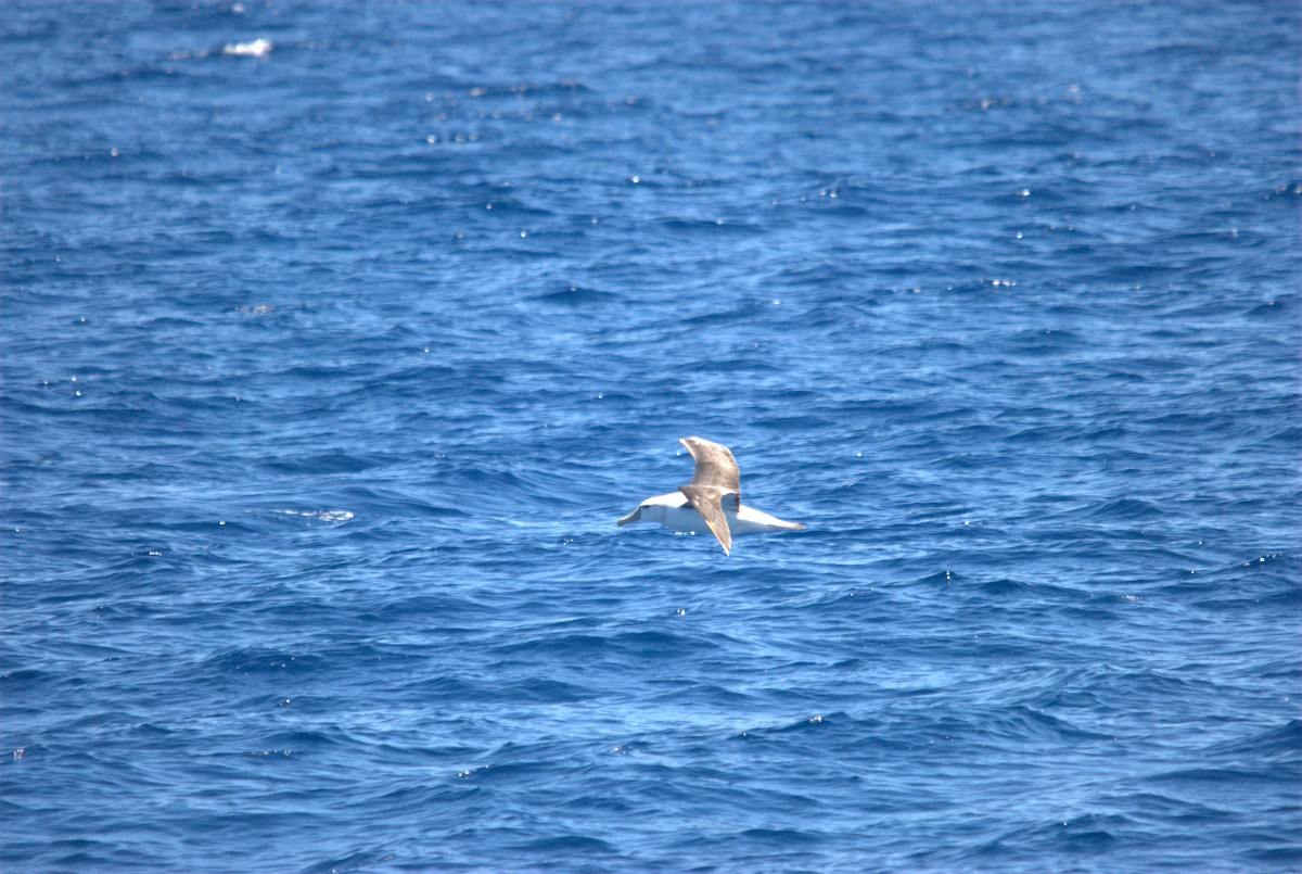 White-capped Albatross - ML646629008