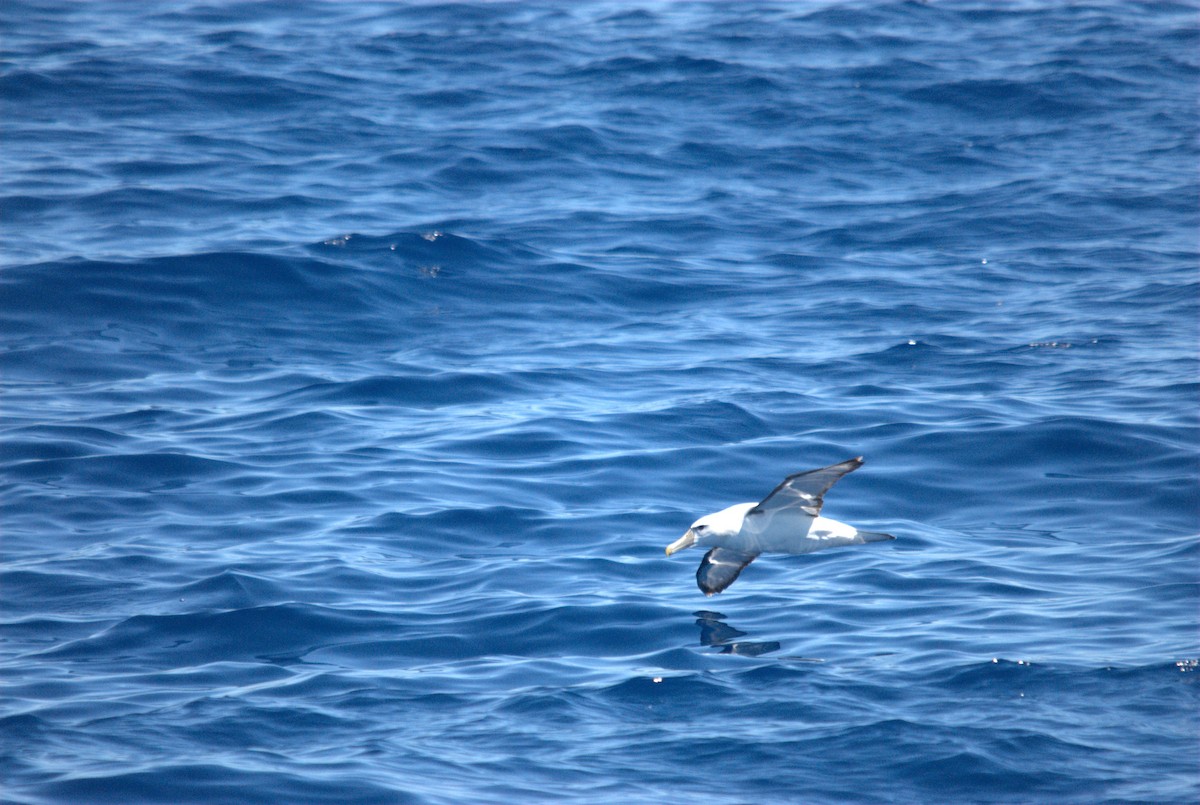 White-capped Albatross - ML646629009