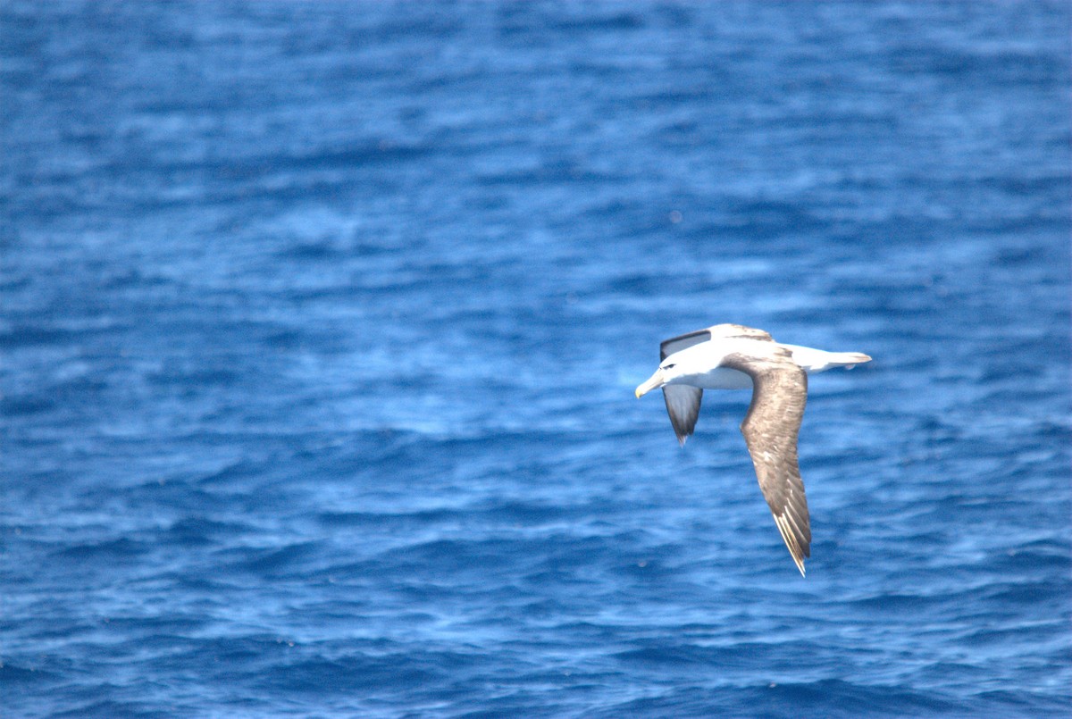 White-capped Albatross - ML646629010