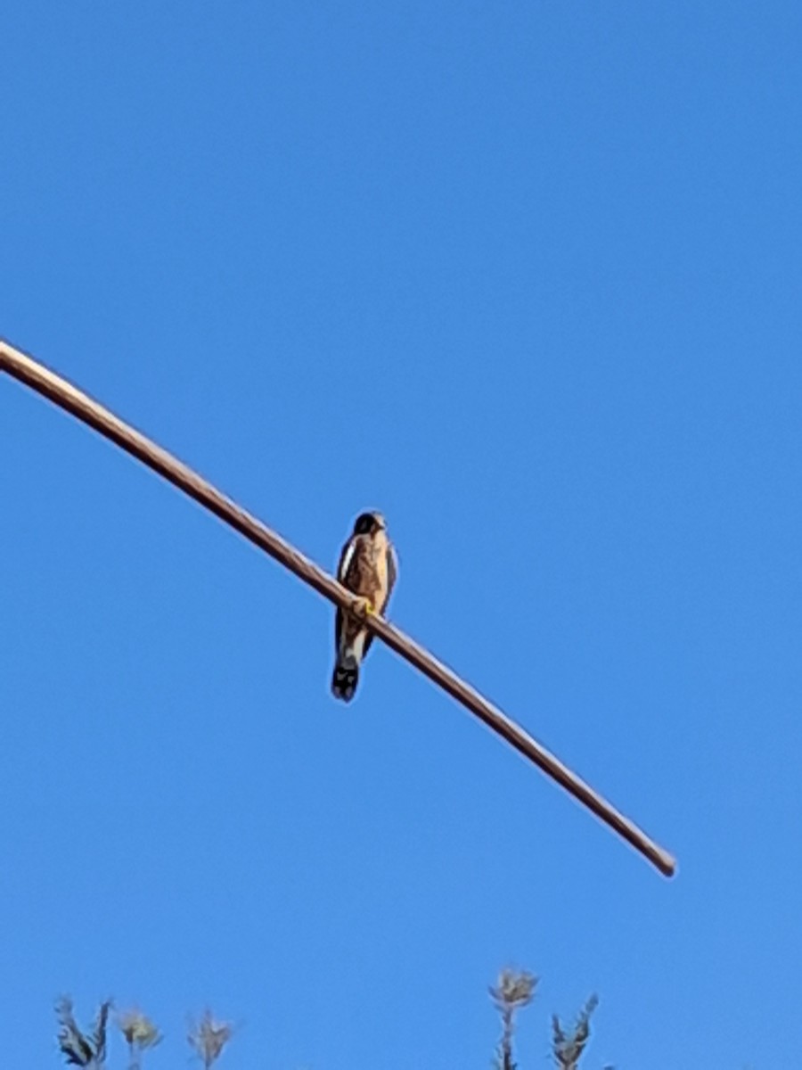 北雀鷹 - ML646629011