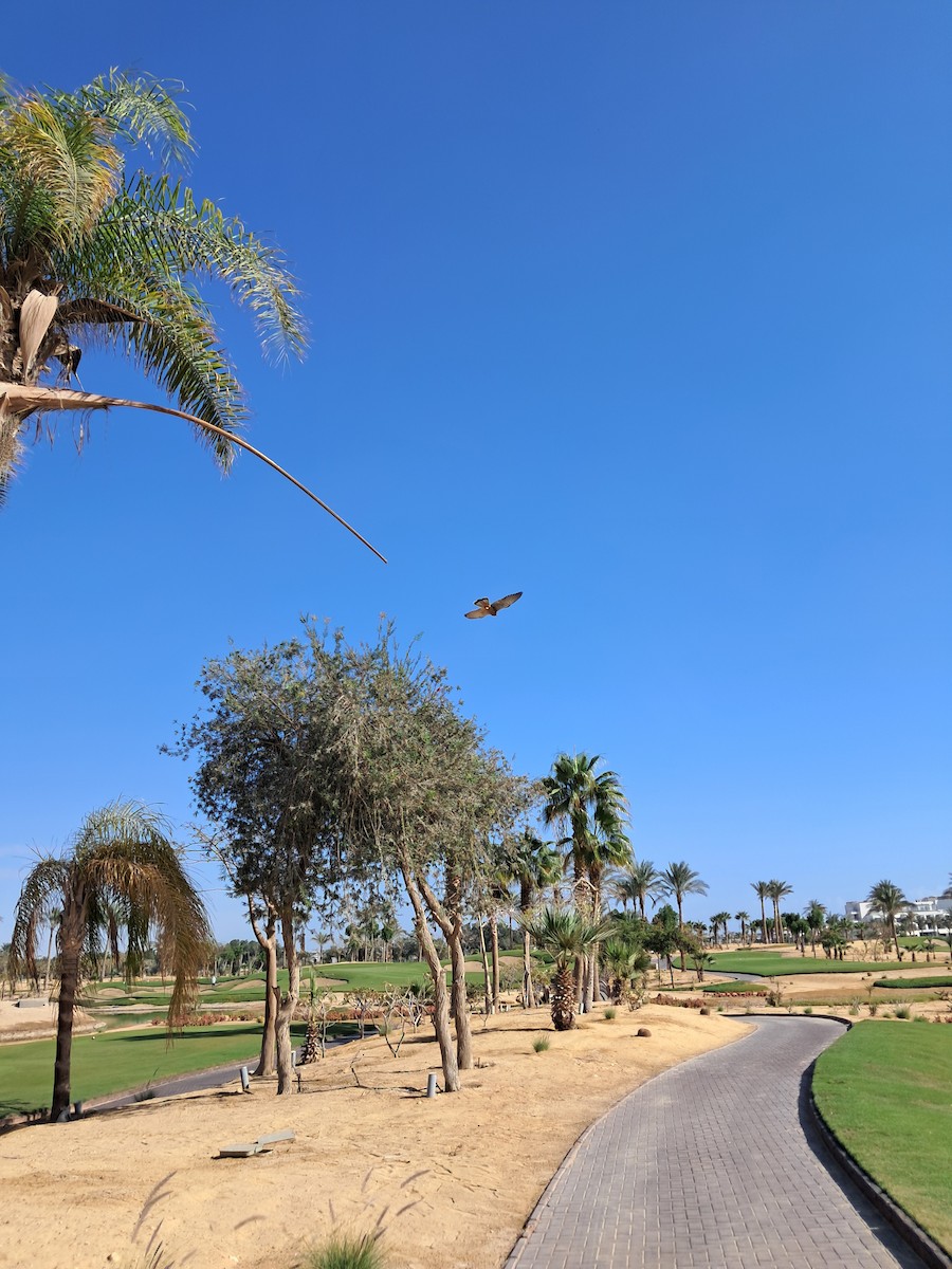 北雀鷹 - ML646629012