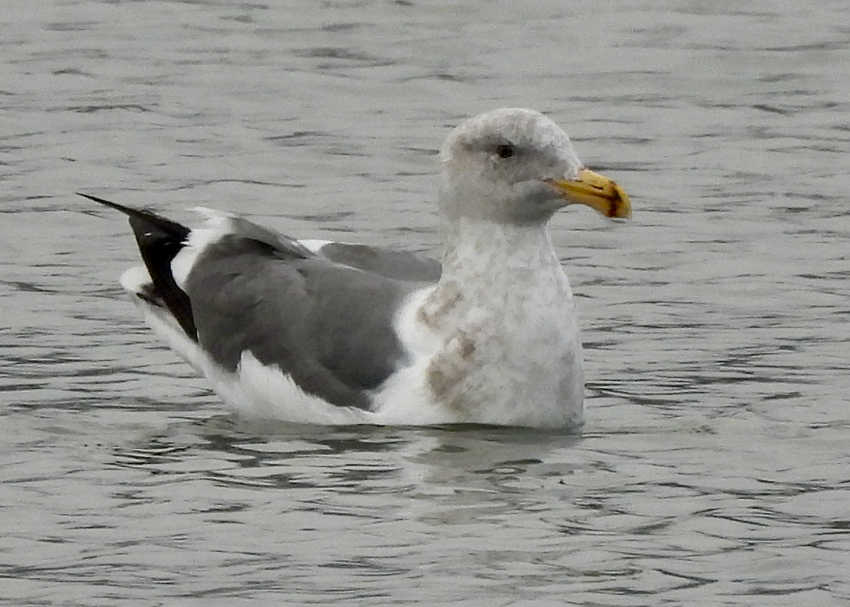 Western Gull - ML646629013