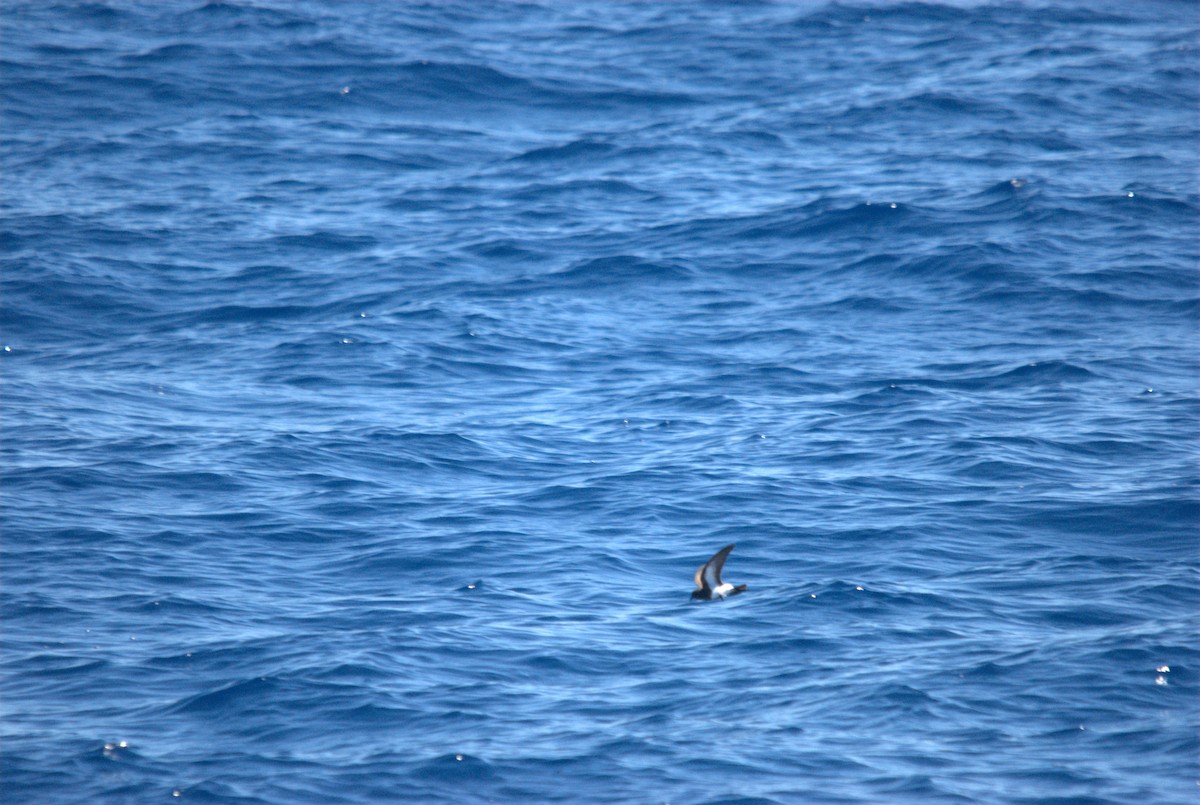 svartbukstormsvale - ML646629014