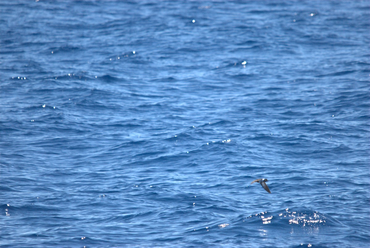 svartbukstormsvale - ML646629015