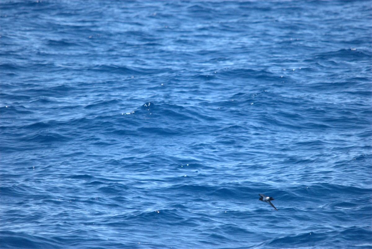 svartbukstormsvale - ML646629016