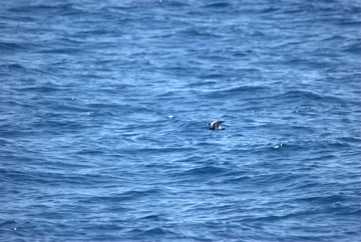 svartbukstormsvale - ML646629017