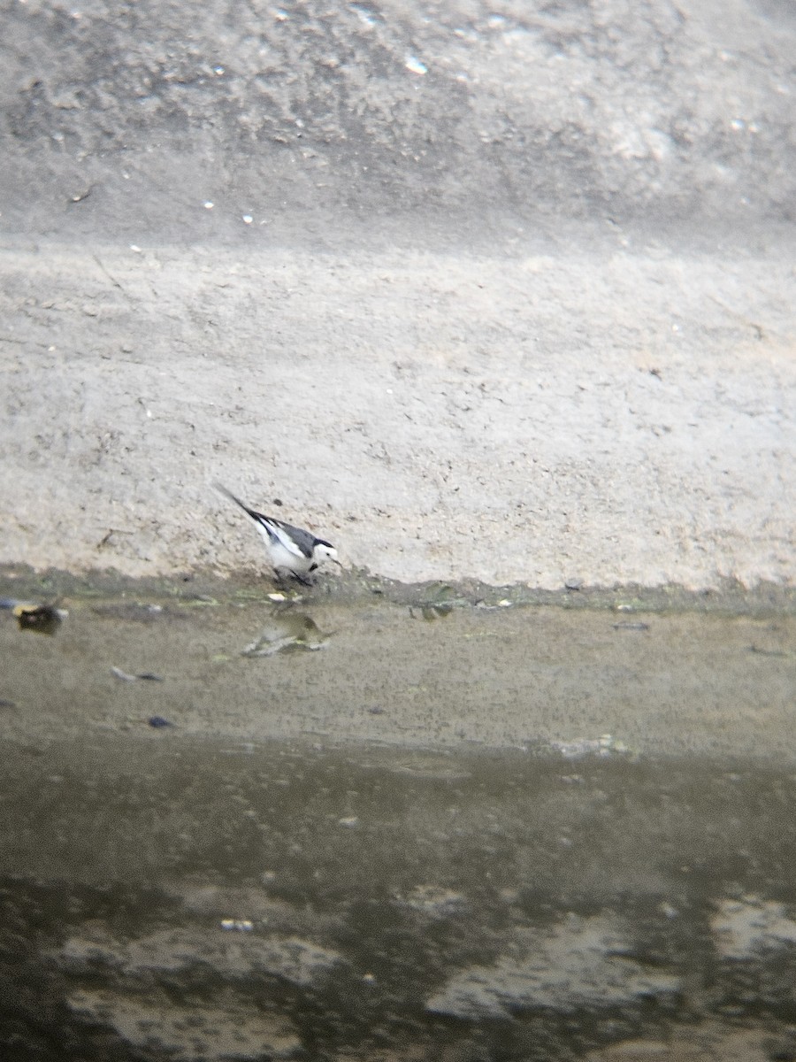 白鶺鴒 - ML646629019