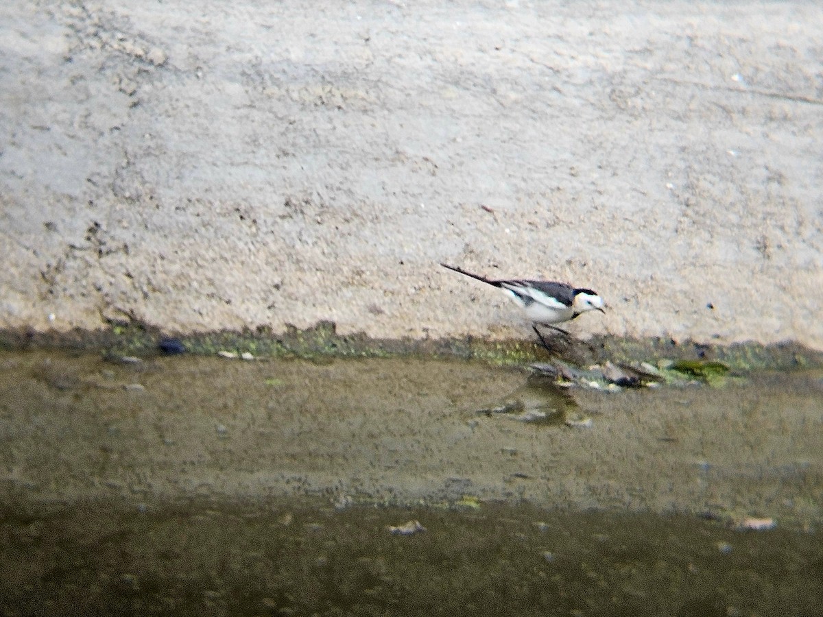 白鶺鴒 - ML646629020