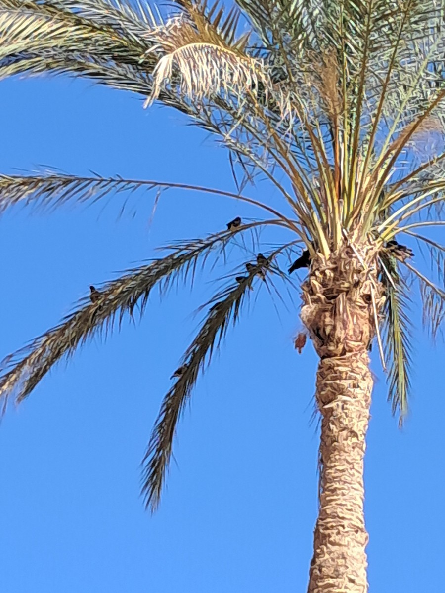 Common Myna - ML646629023