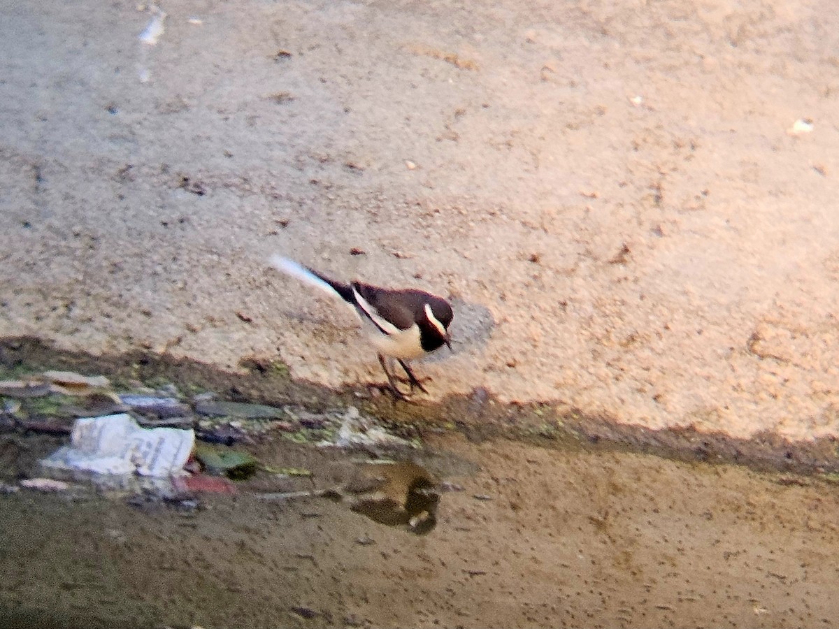 White-browed Wagtail - ML646629025