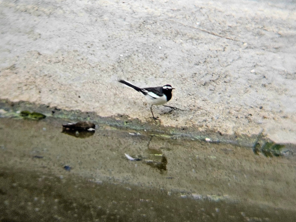 White-browed Wagtail - ML646629026