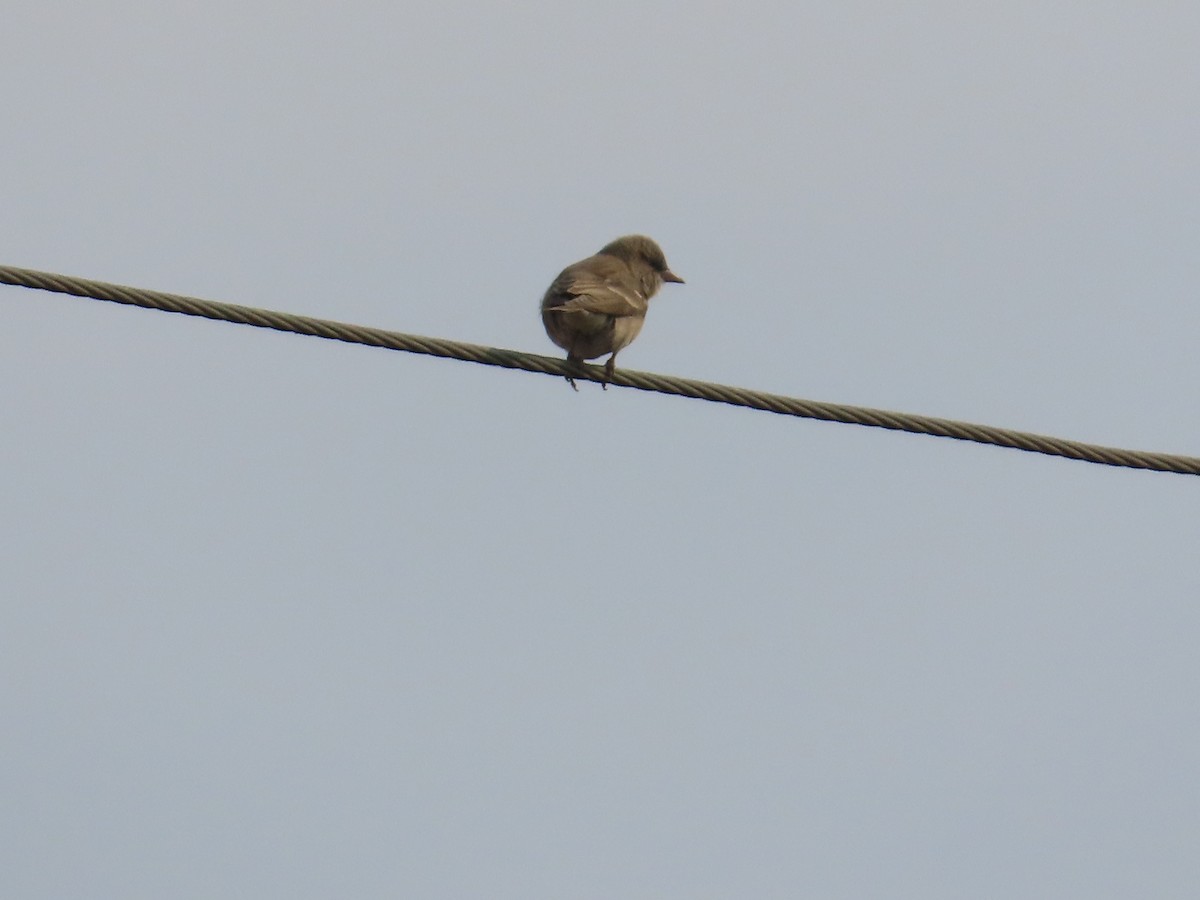 Yellow-throated Sparrow - ML646629027