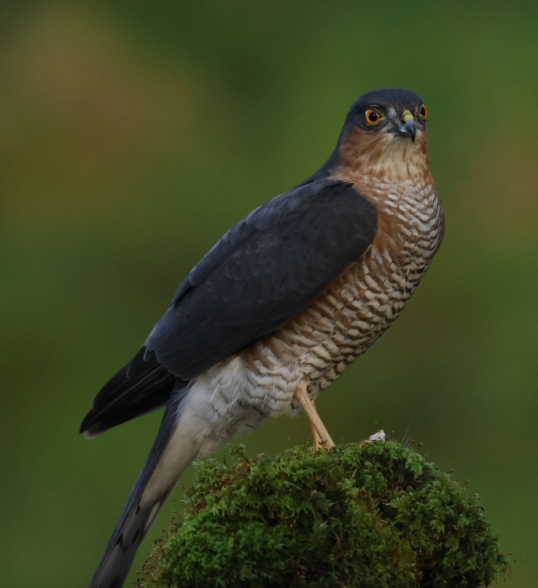 北雀鷹 - ML646629029