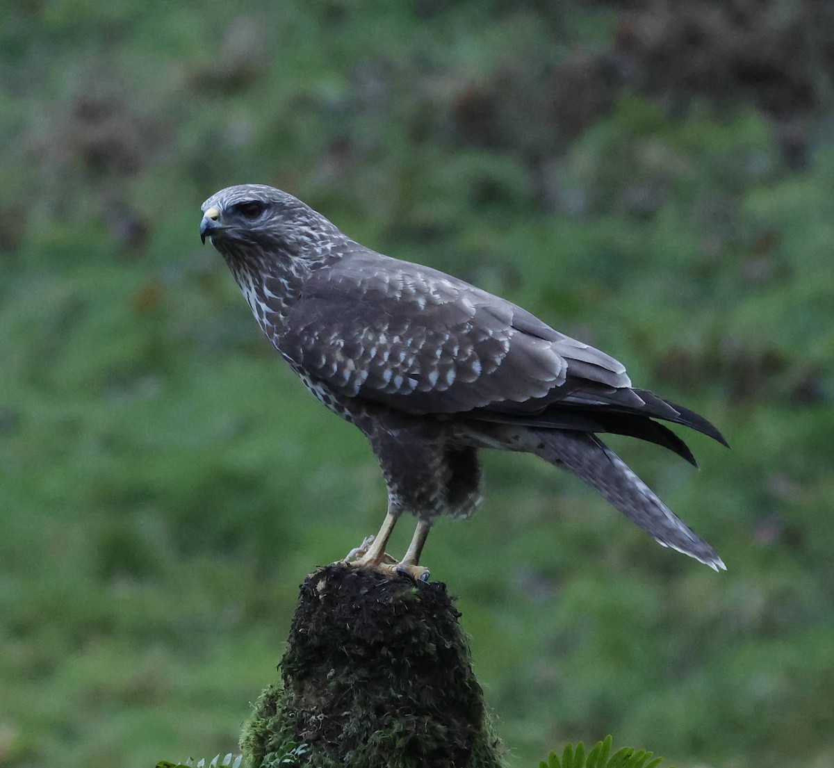 歐亞鵟 - ML646629032