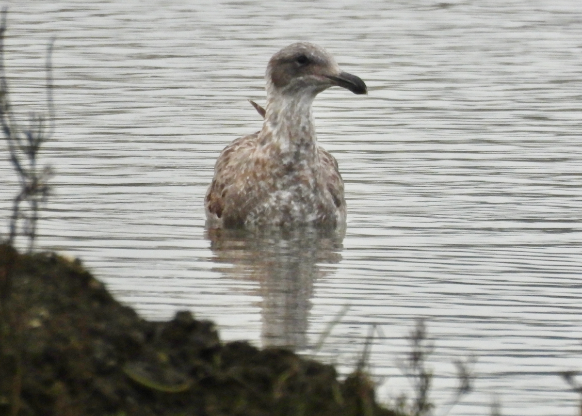 Short-billed Gull - ML646629033