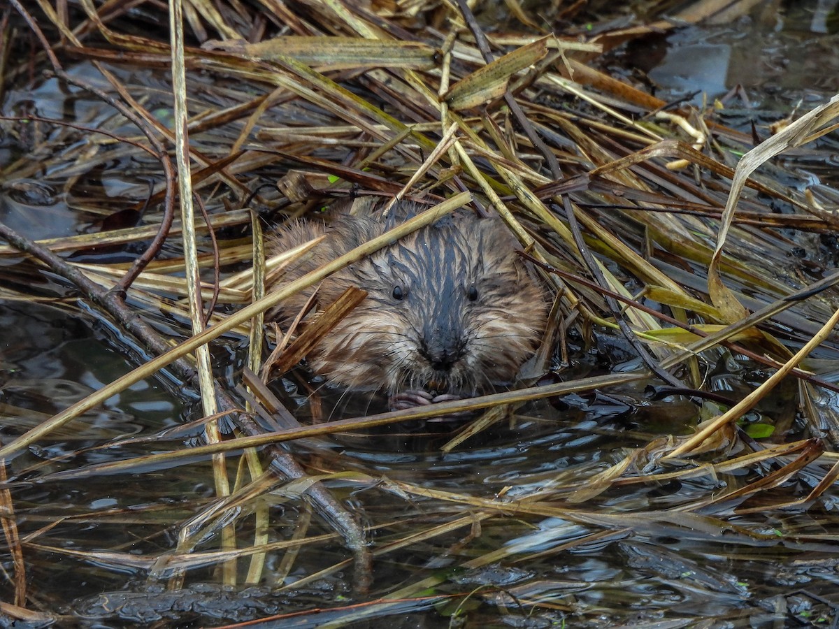 Bisamratte - ML646629034