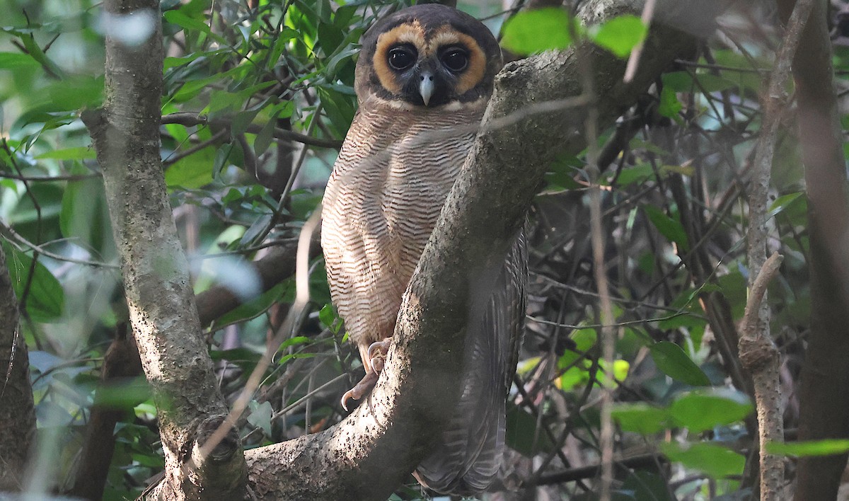 Сова бура - ML646629039