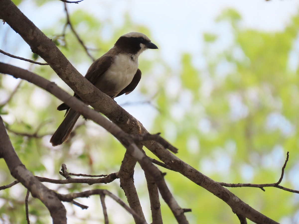 White-crowned Shrike - ML646629040
