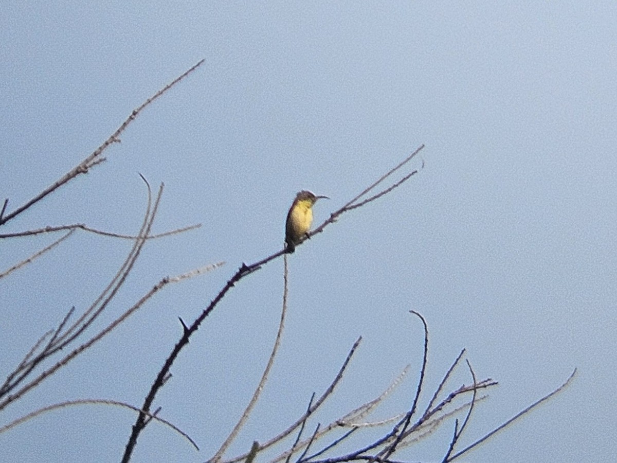 Purple Sunbird - ML646629044