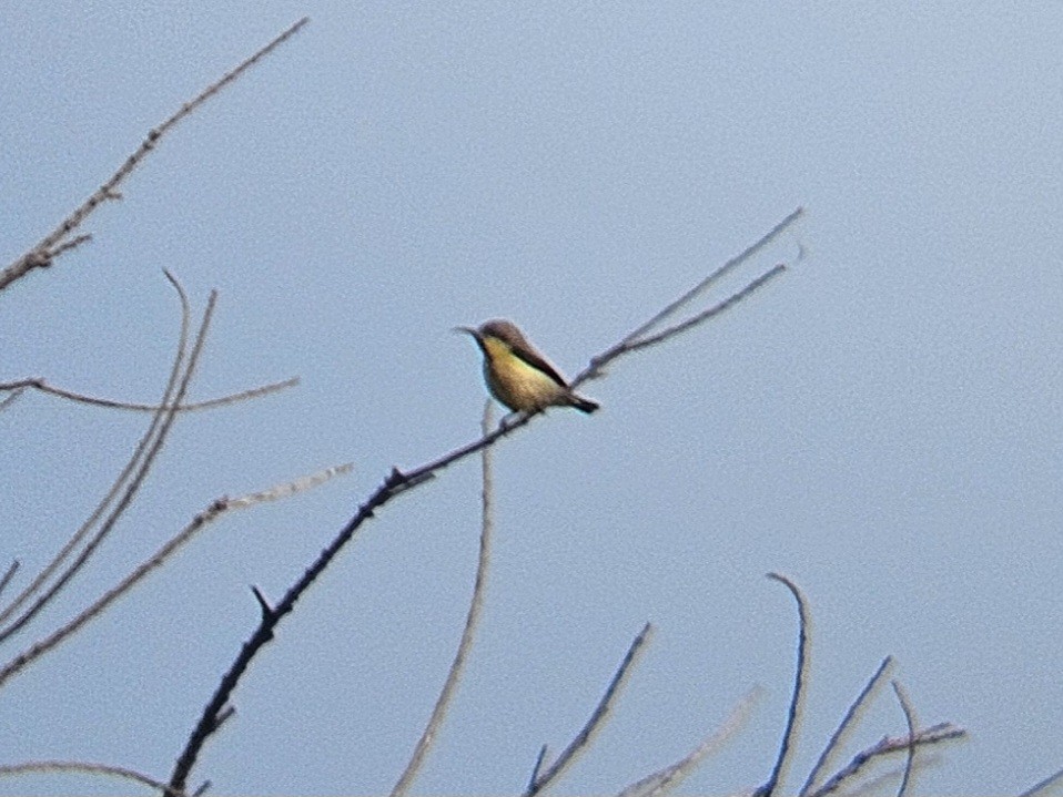 Purple Sunbird - ML646629045