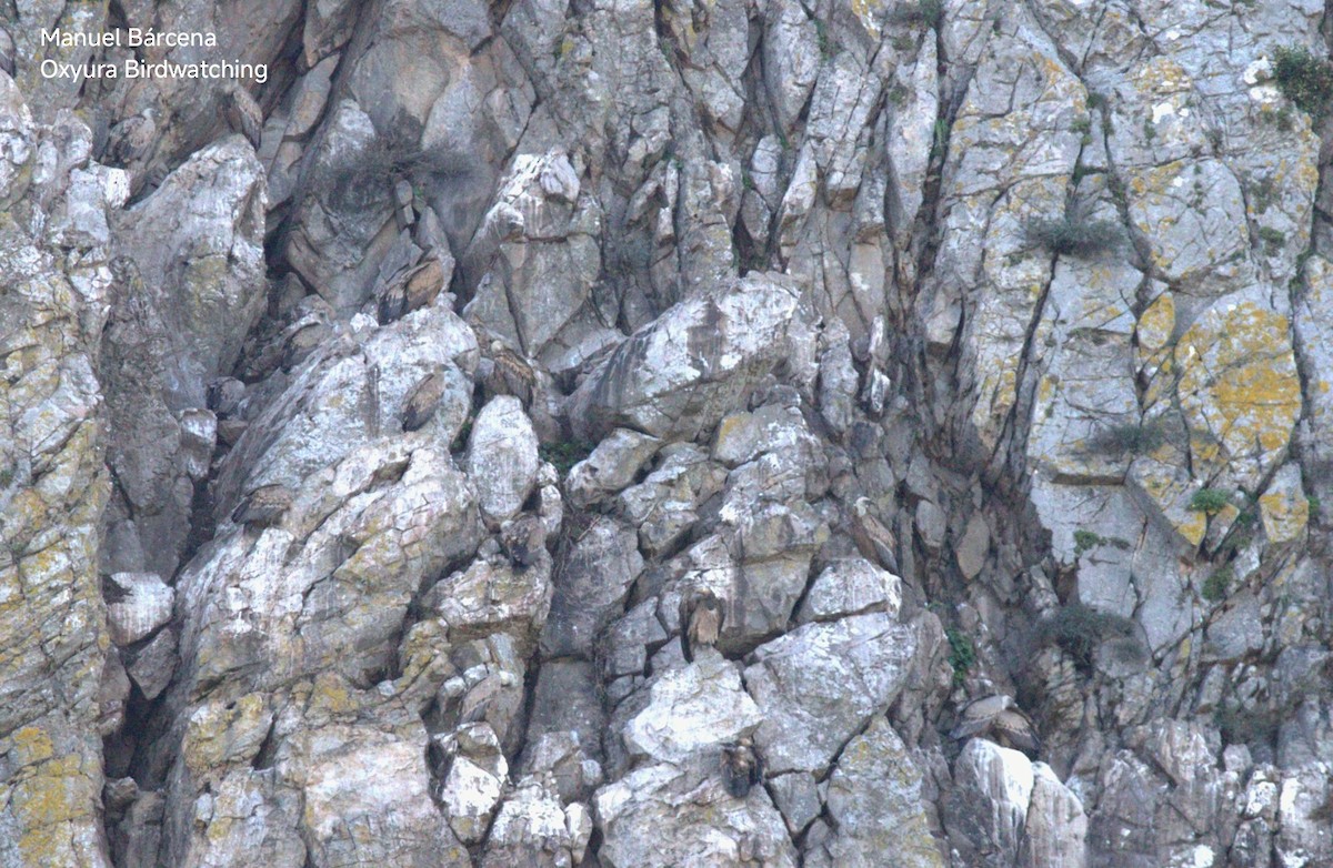 Eurasian Griffon - ML646629046