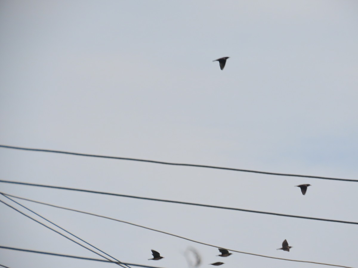 Rosy Starling - ML646629047