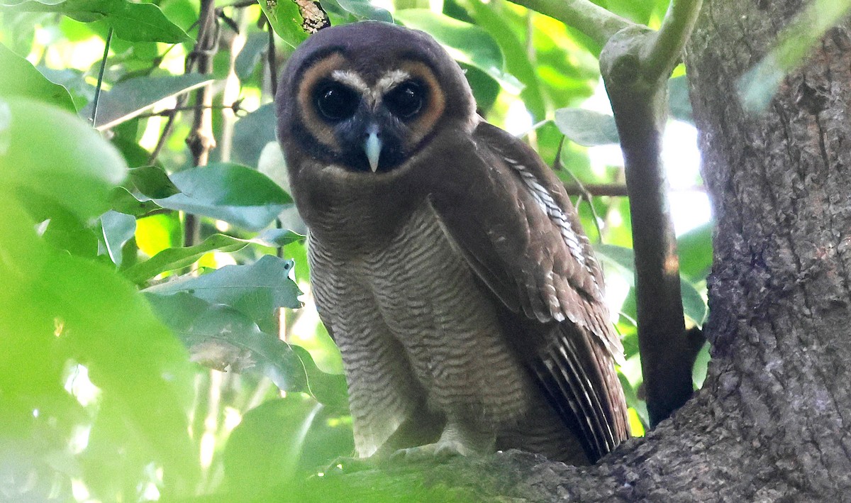 Сова бура - ML646629048