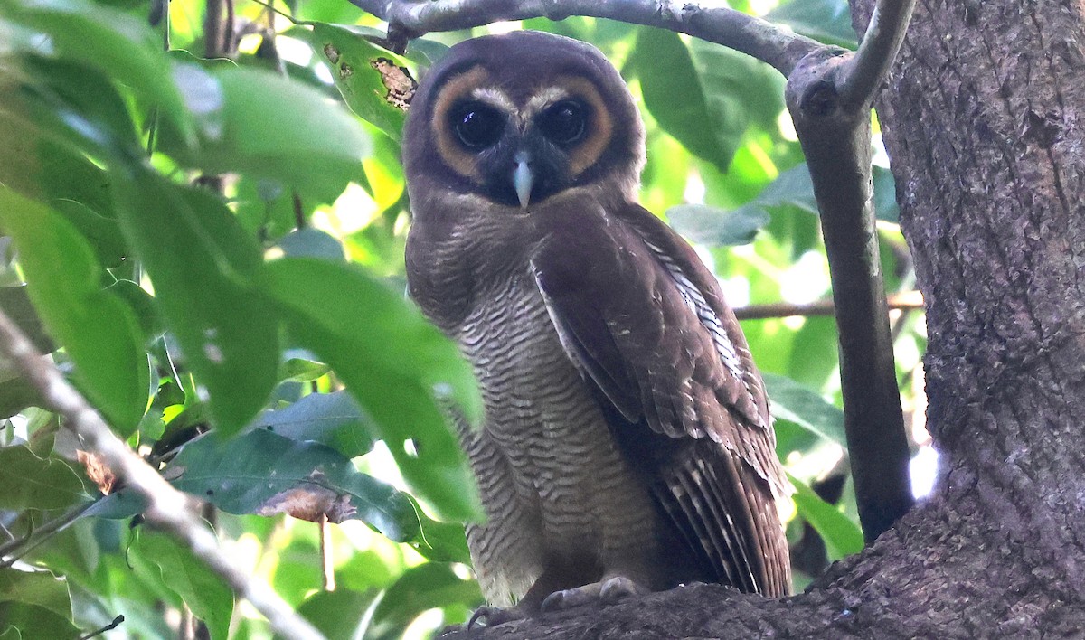 Сова бура - ML646629049