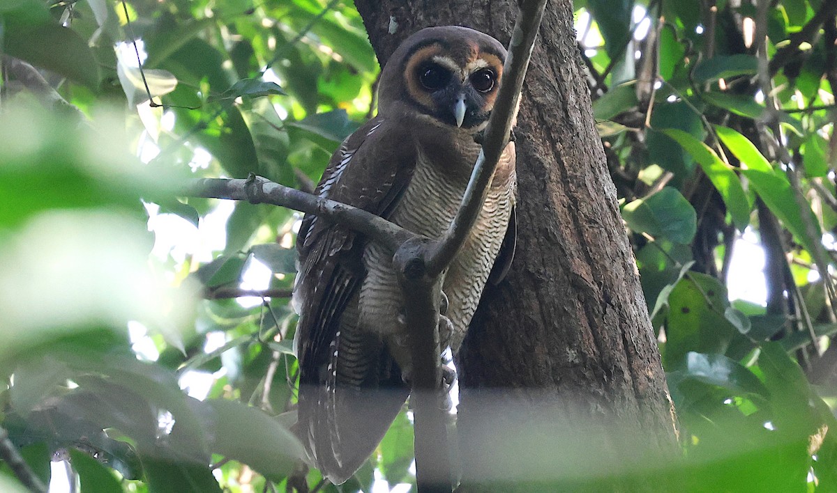 Сова бура - ML646629050