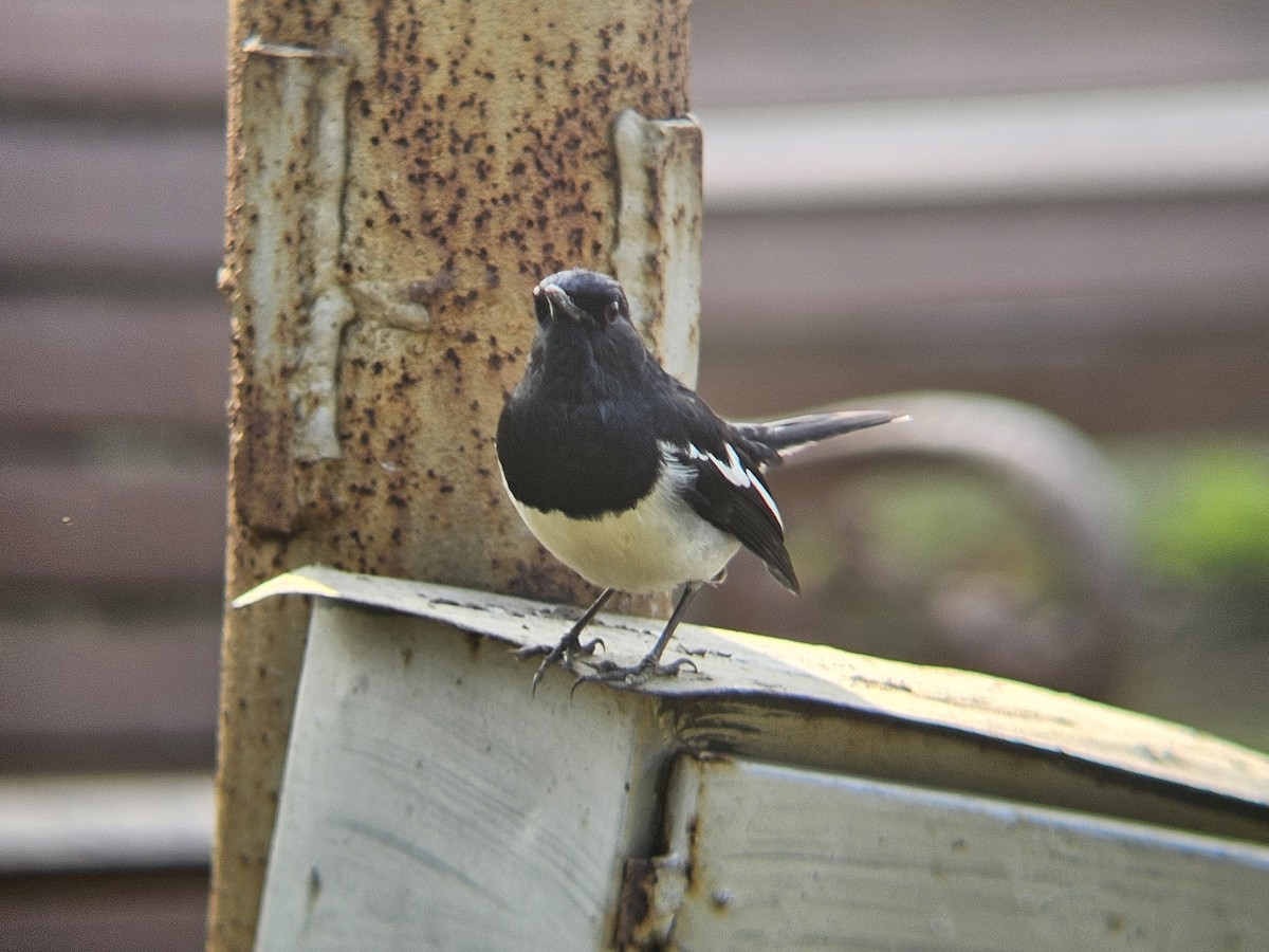 Oriental Magpie-Robin - ML646629051