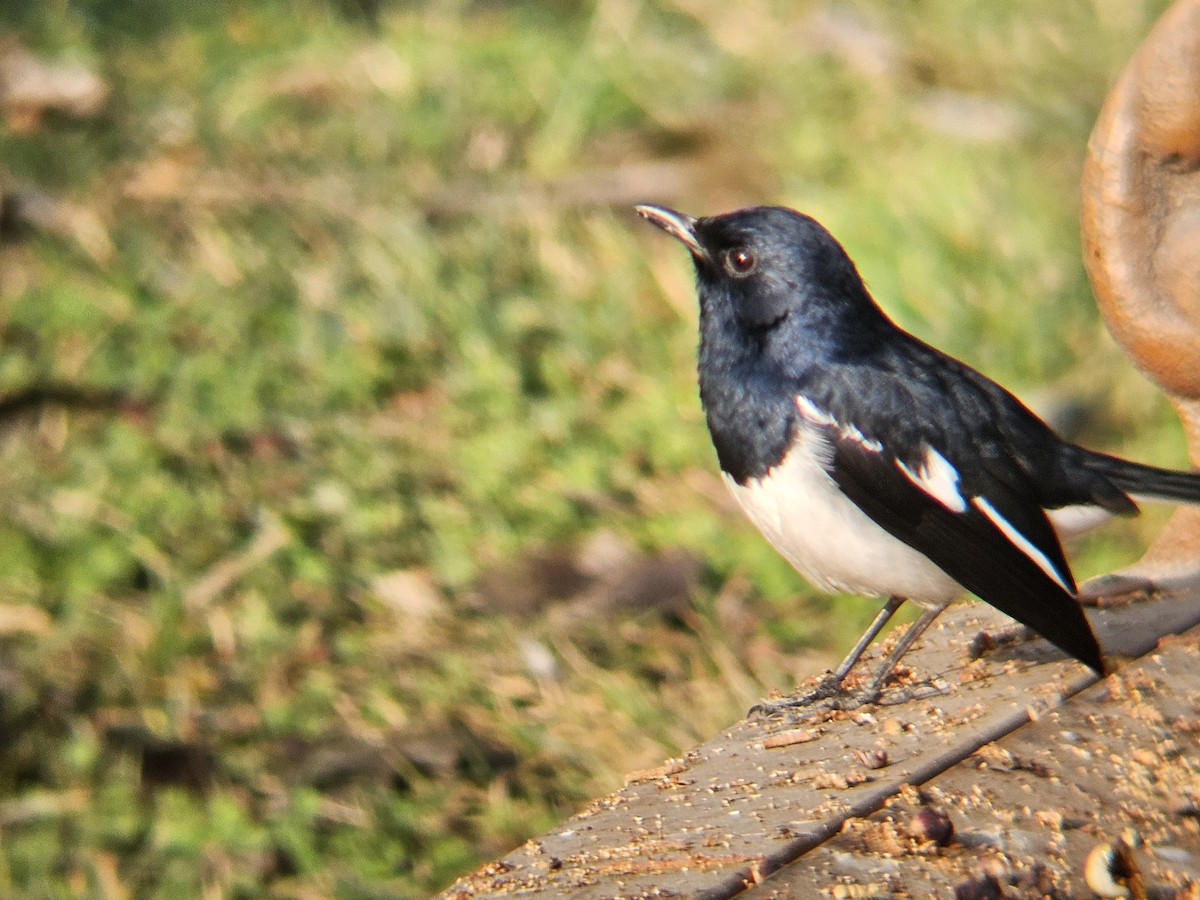 Oriental Magpie-Robin - ML646629052