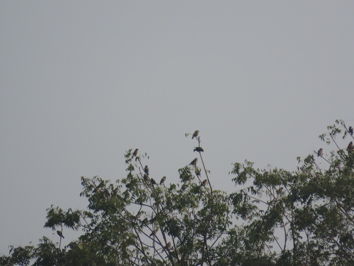 Rosy Starling - ML646629053