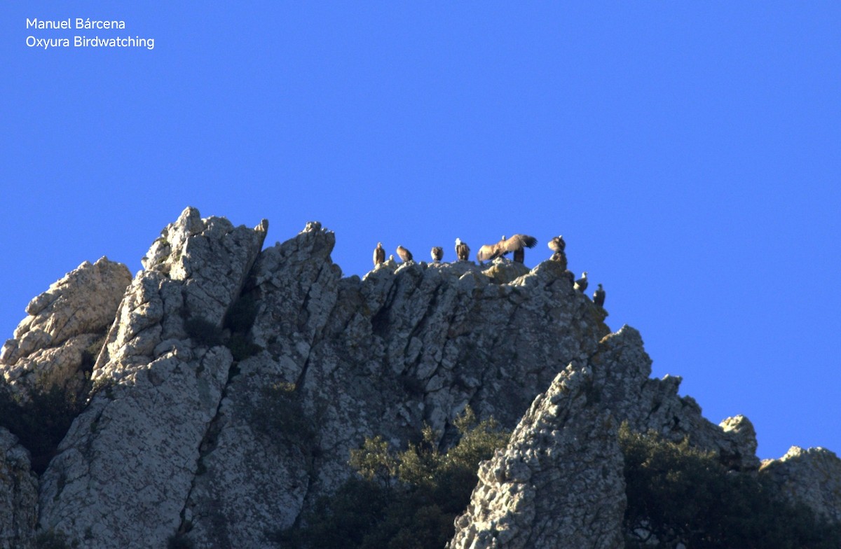 Eurasian Griffon - ML646629055