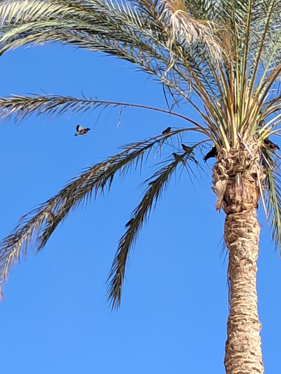 Common Myna - ML646629059