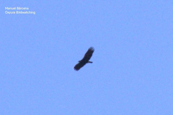 Eurasian Griffon - ML646629060