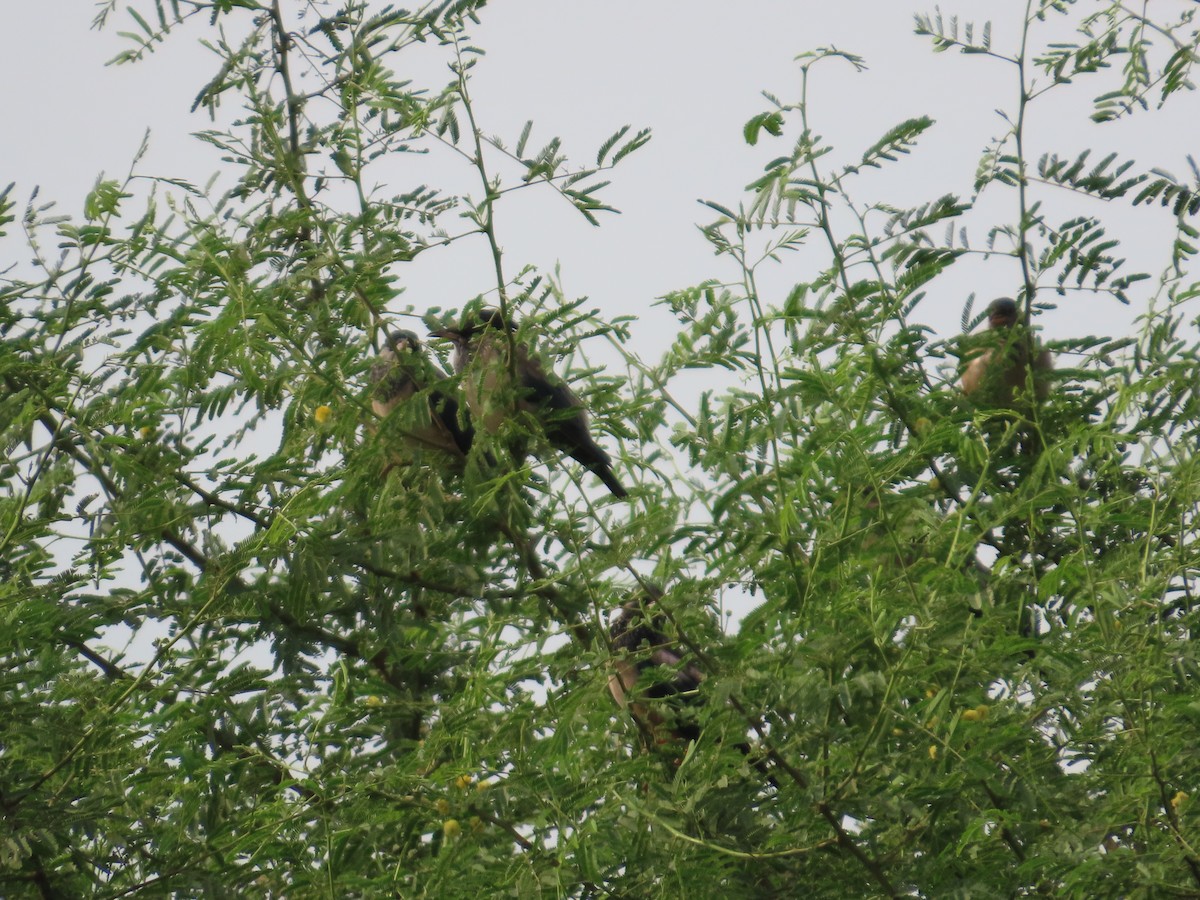 Rosy Starling - ML646629061