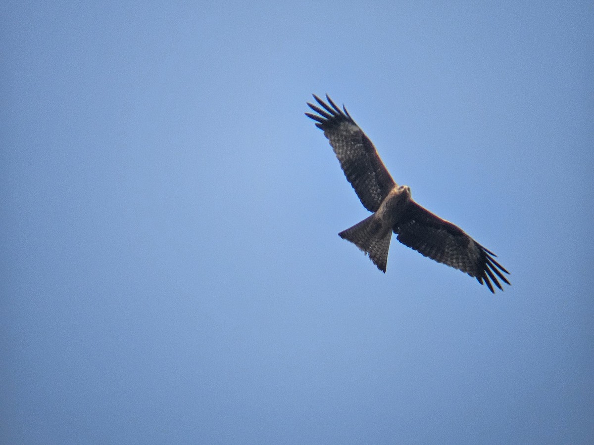 Black Kite - ML646629062