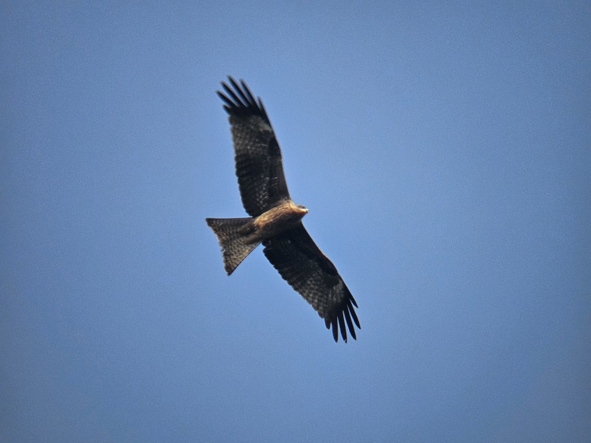 Black Kite - ML646629063
