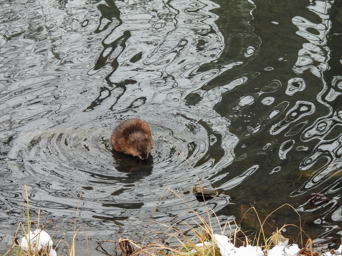 Bisamratte - ML646629064