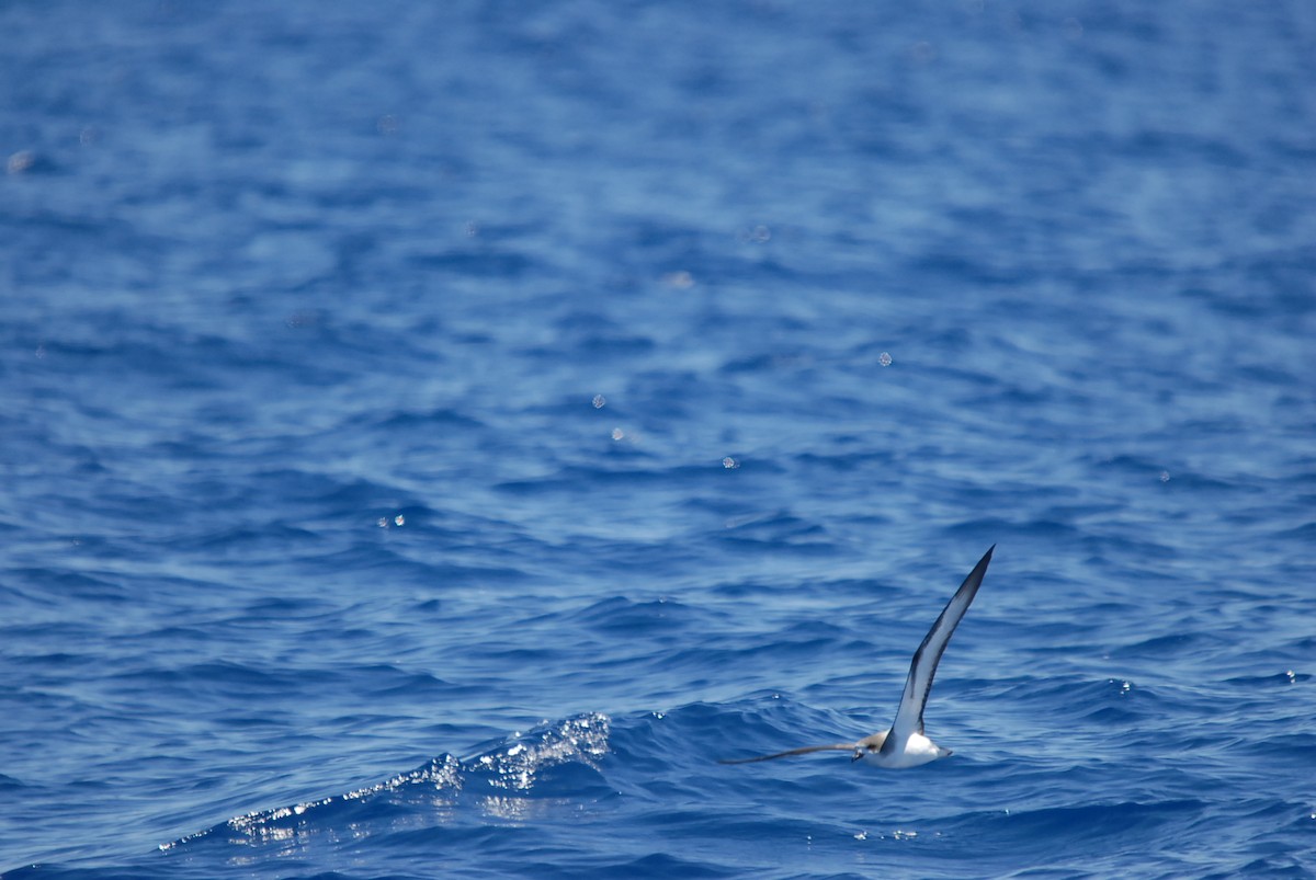 Barau's Petrel - ML646629066