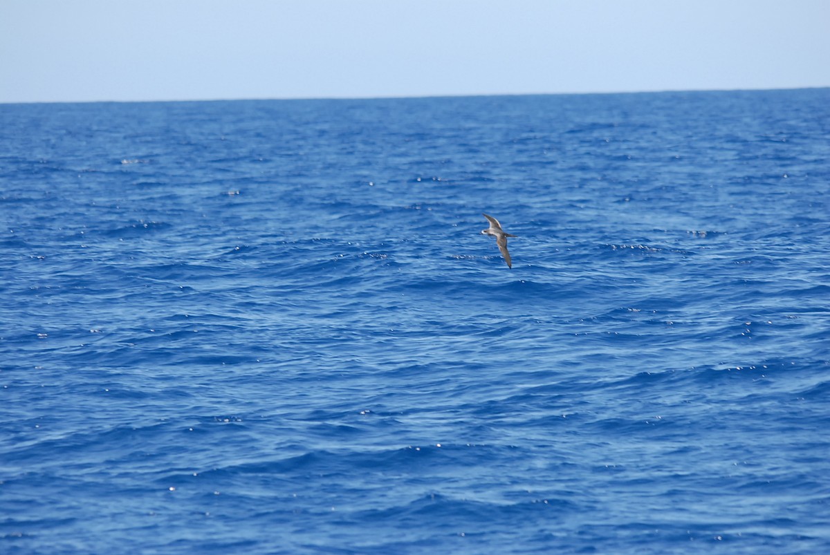 Barau's Petrel - ML646629067