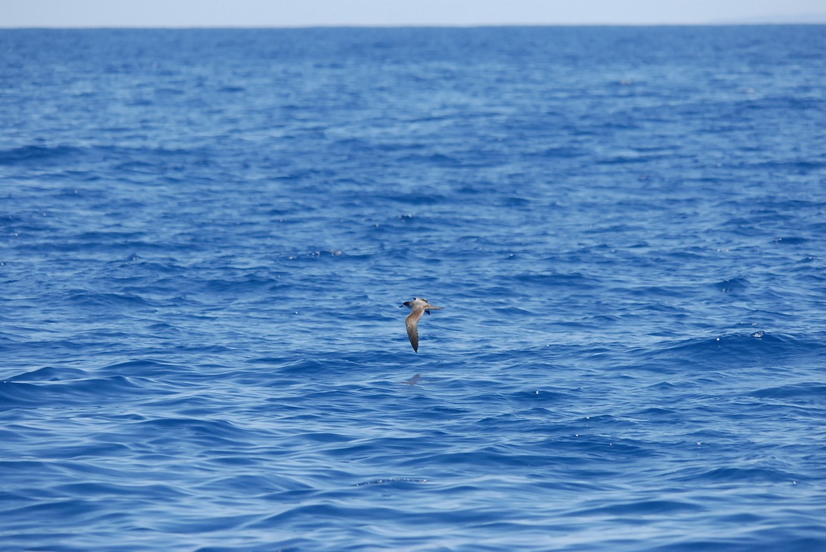 Barau's Petrel - ML646629068