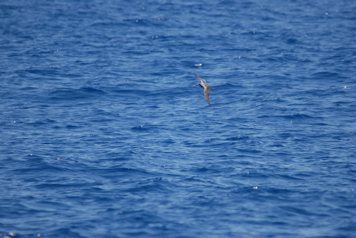 Barau's Petrel - ML646629069