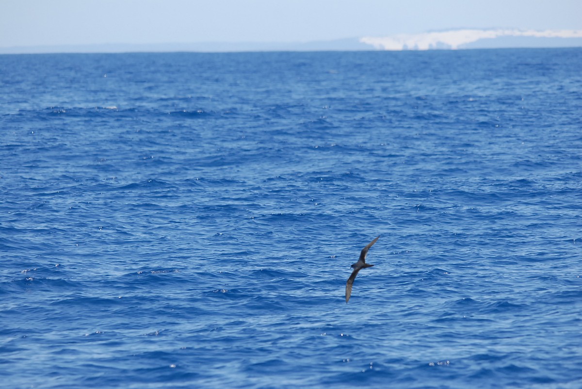 Barau's Petrel - ML646629070