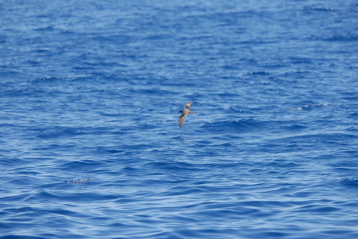 Barau's Petrel - ML646629072